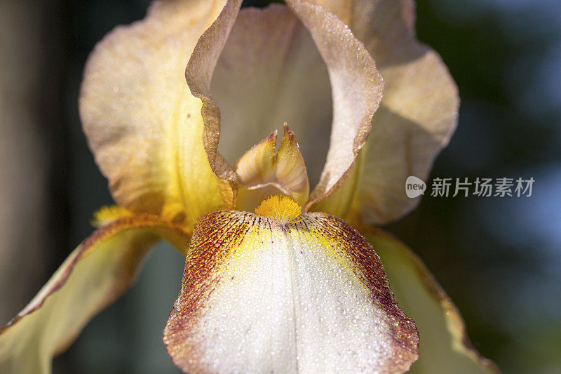 近距离的照片开花蝴蝶花盛开