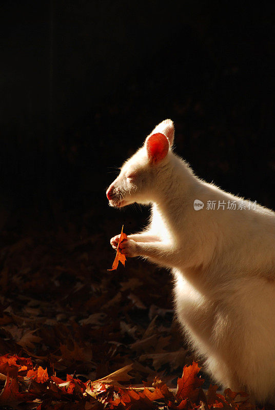白化的贝内特小袋鼠正在吃橡树叶。