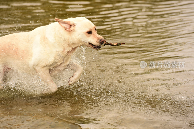 拉布拉多寻回犬