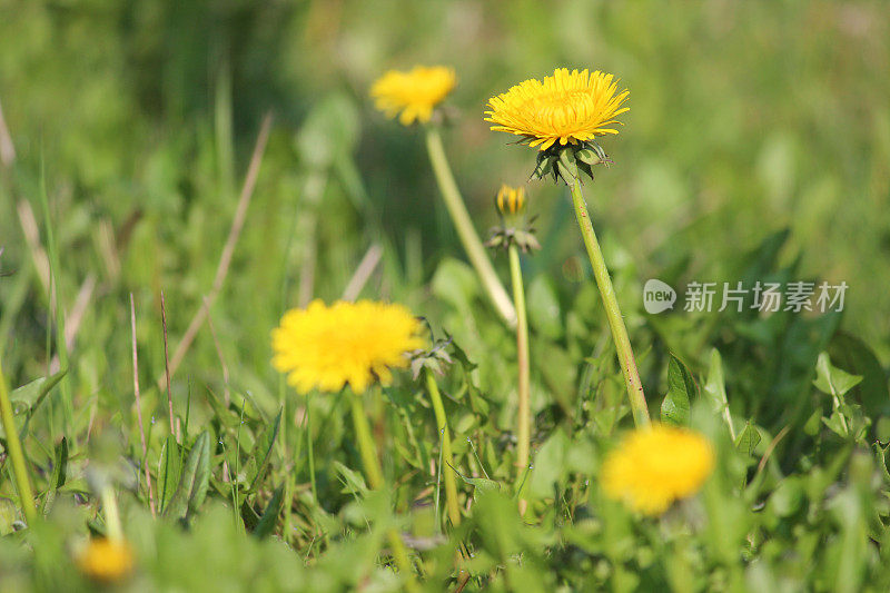 黄色的蒲公英花在春天的野花草地上