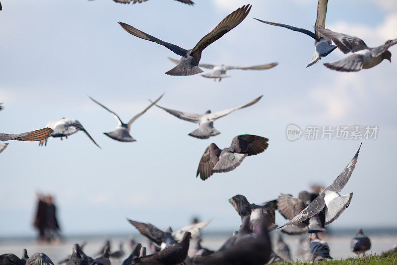 鸽子飞