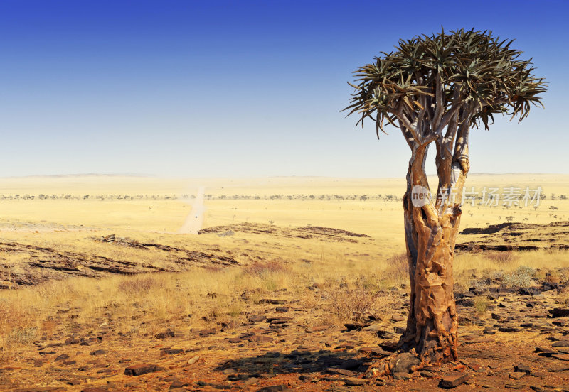纳米比亚沙漠中一种箭袋树(芦荟)