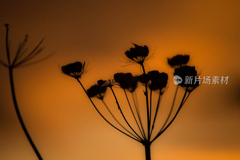 野生欧洲防风草