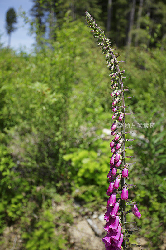 毛地黄(洋地黄)花近