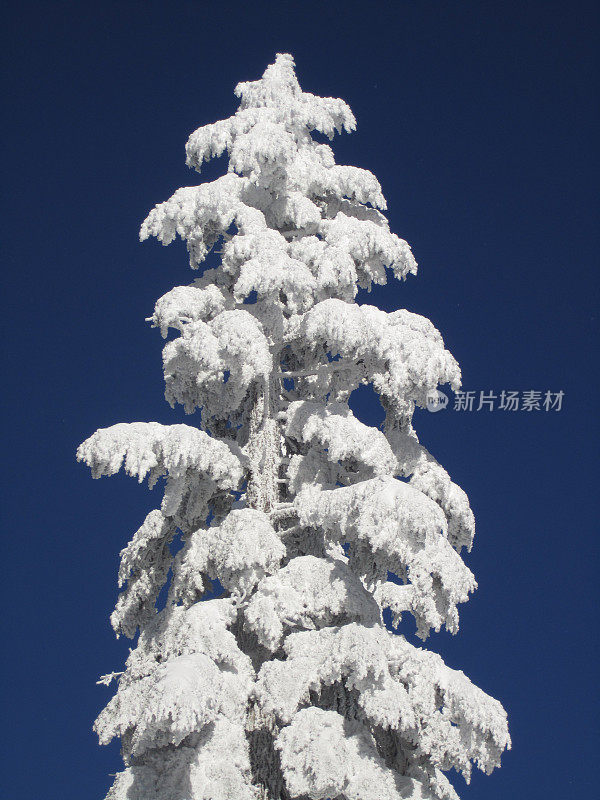 白雪覆盖的常青树