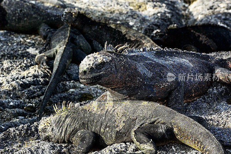 加拉帕戈斯群岛的海鬣蜥
