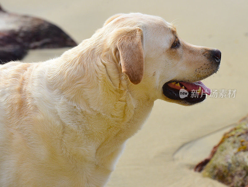 拉布拉多寻回犬