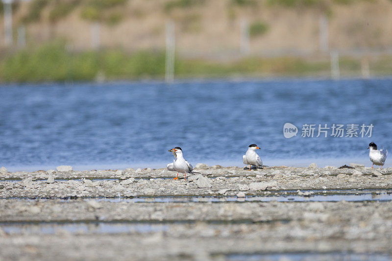 旧金山海湾地区，福斯特的飞行燕鸥