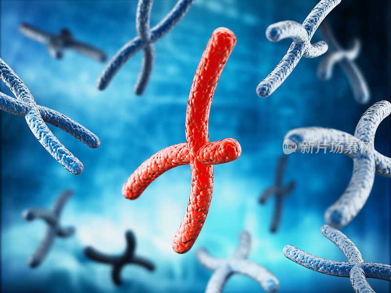 红色断裂的X染色体在蓝色染色体之间