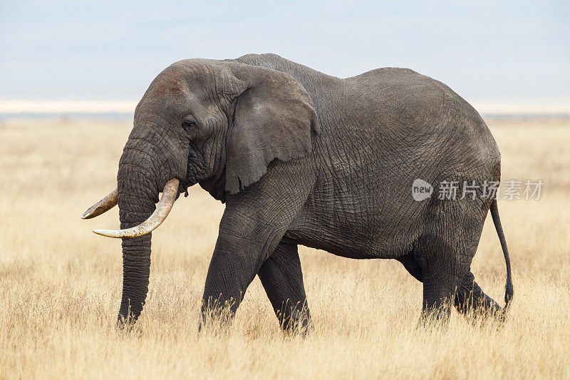 大象，恩戈罗戈罗火山口，坦桑尼亚非洲