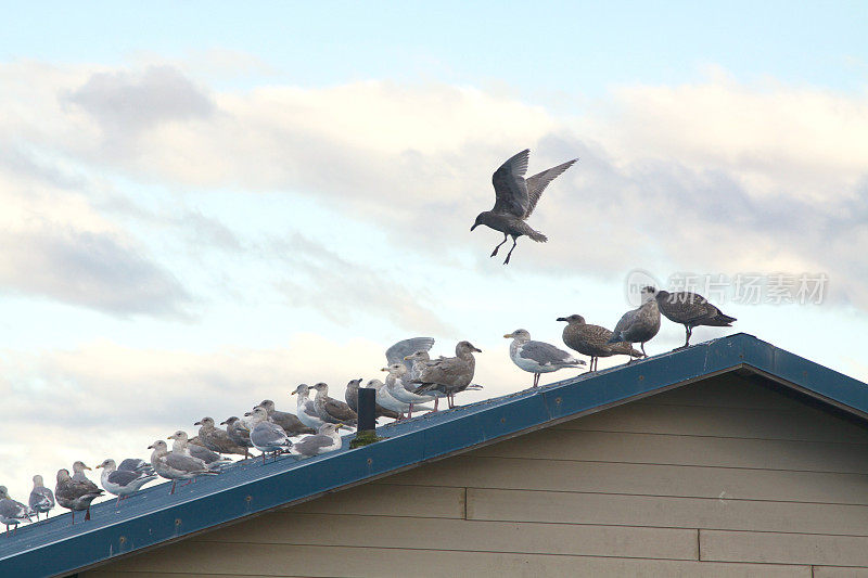 海鸥栖息在屋顶上