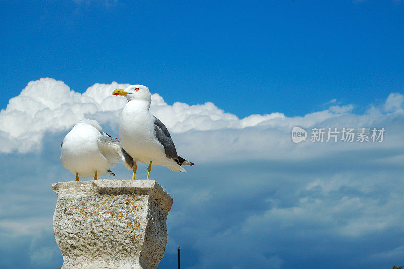 海鸥在亚得里亚海温暖的阳光下放松