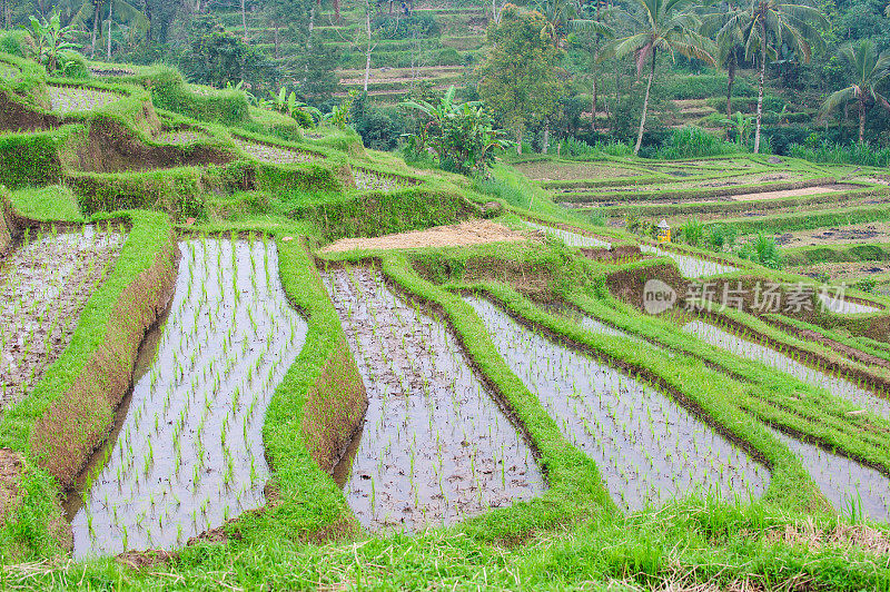 梯田Ricefield