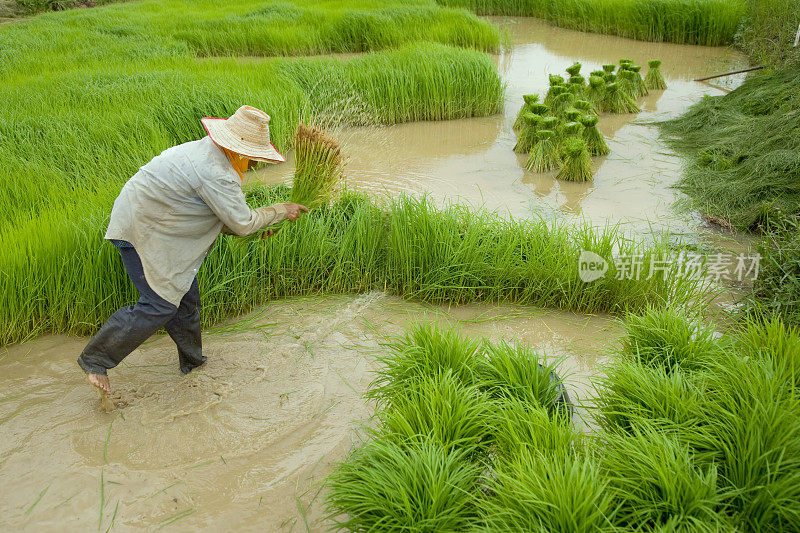 种植水稻