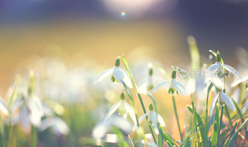 雪花莲(雪花)