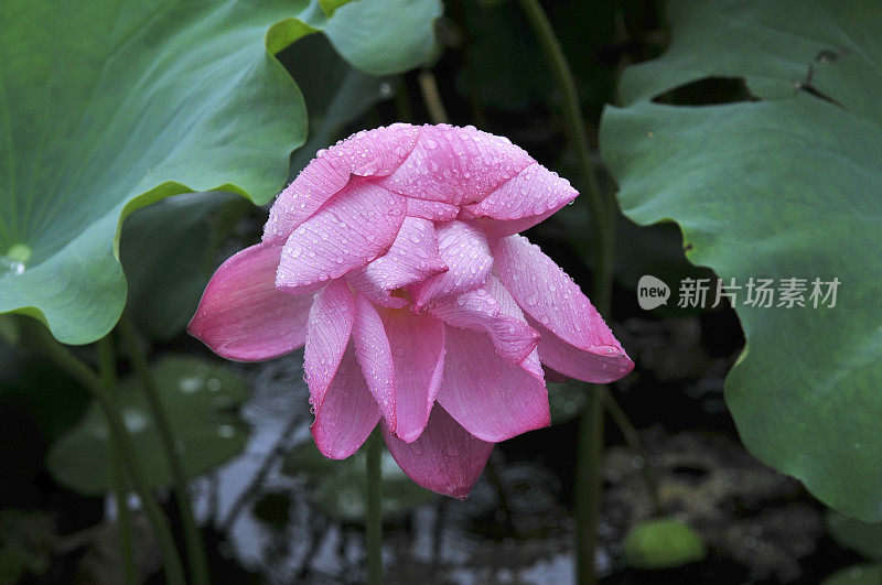 印度斯利那加达尔湖的粉白色莲花