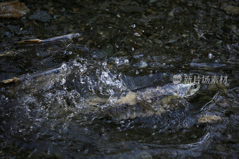 加拿大温哥华岛金溪河的鲑鱼迁徙