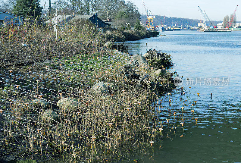 在华盛顿州西雅图，曾经被污染的工业水道上恢复的海岸线