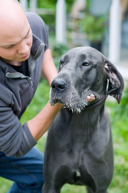 鼻子上长满豪猪刺的蓝色大丹犬