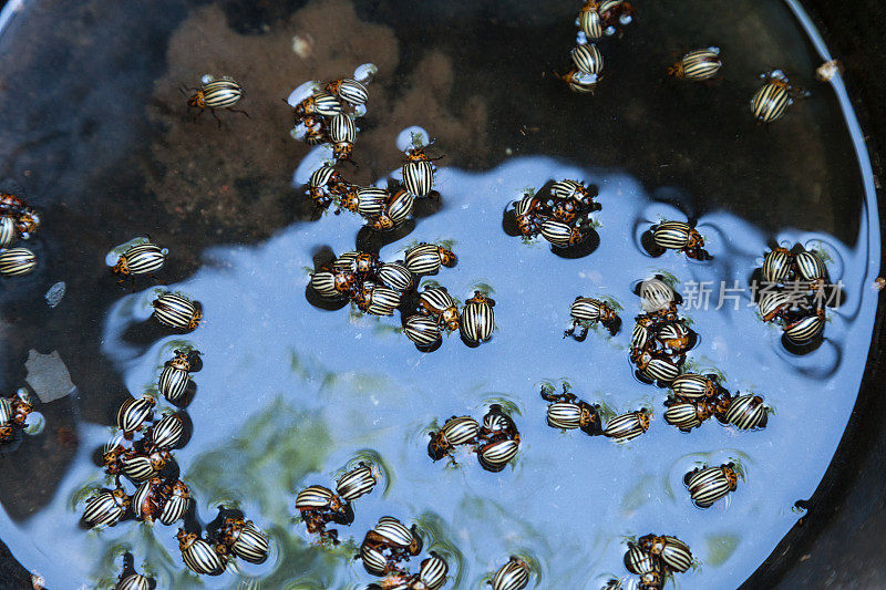 一群条纹甲虫漂浮在水面上