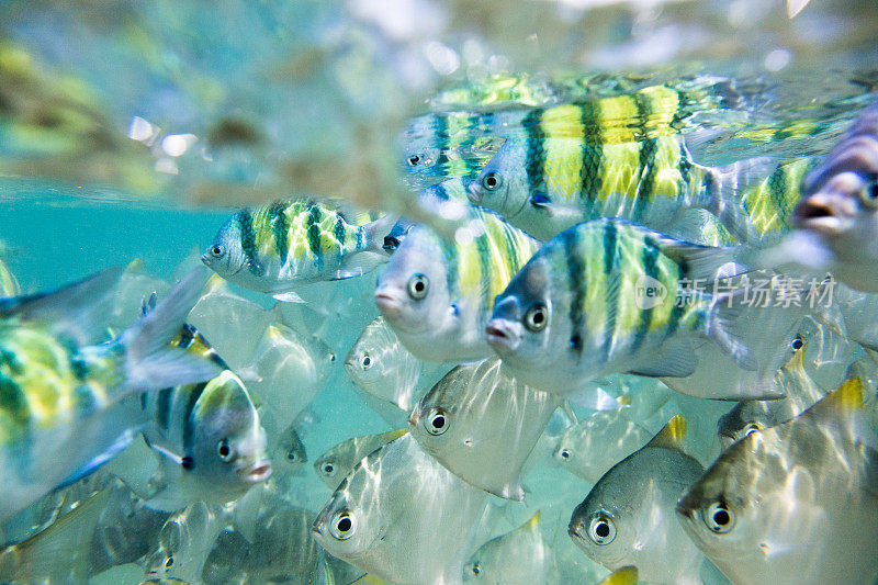 一群热带鱼。希卡杜瓦珊瑚礁，斯里兰卡