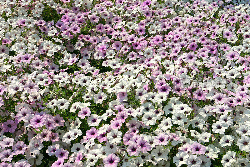 白色和紫色牵牛花的花坛