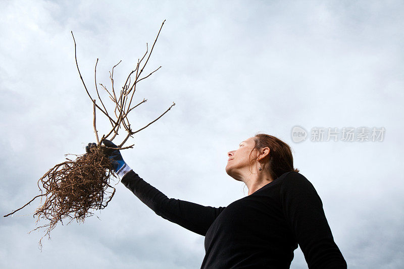 把死去的接骨木摘下来，高高举起