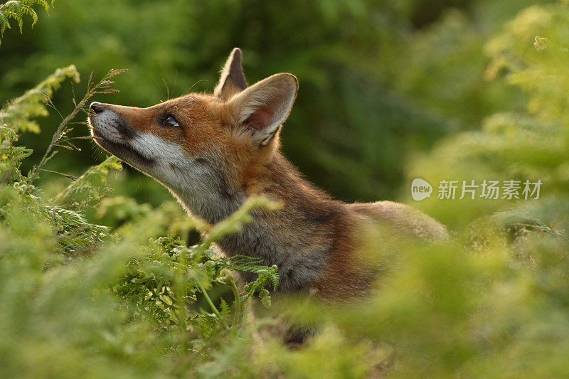 红狐狸