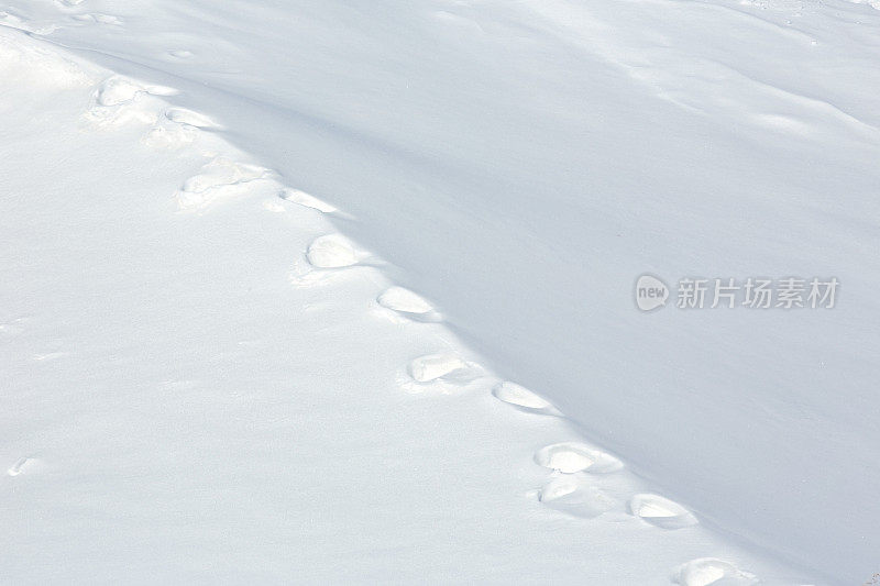 在雪地上跟踪