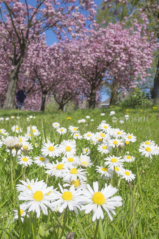 日本樱桃树上的雏菊花和樱花