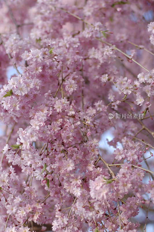 粉红色的花朵