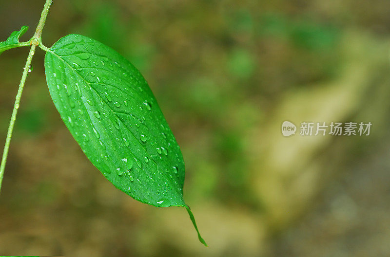 绿叶上有雨滴