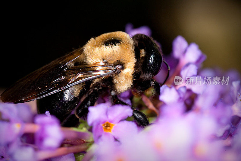 大黄蜂在花上