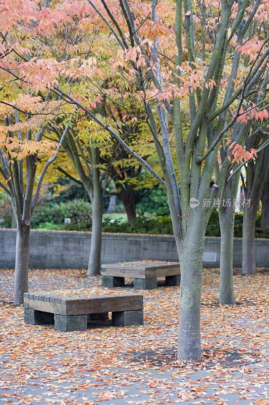 秋天的树叶覆盖着长凳
