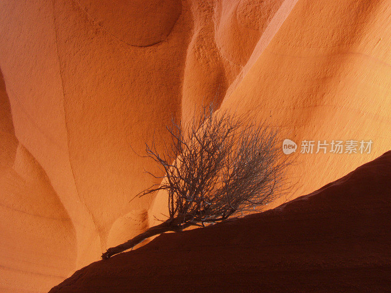 轮廓的山艾树在低羚羊峡谷，亚利桑那州