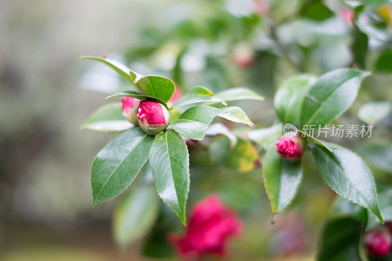 山茶花