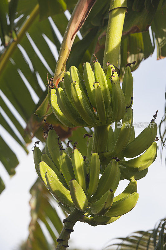 香蕉挂在树上