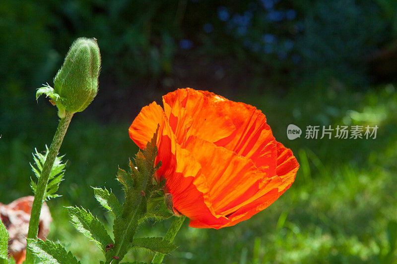 东方罂粟花开花结果