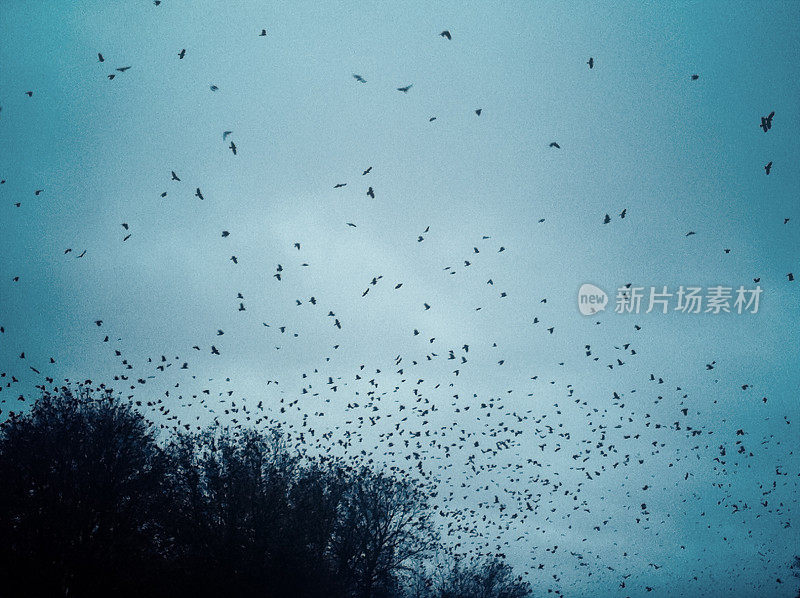 乌鸦在暴风雨的夜晚栖息在树梢