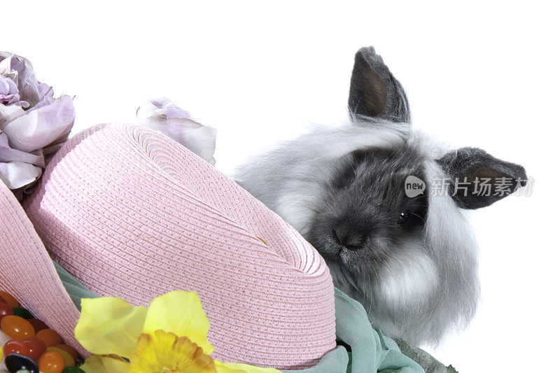 复活节兔子和女帽