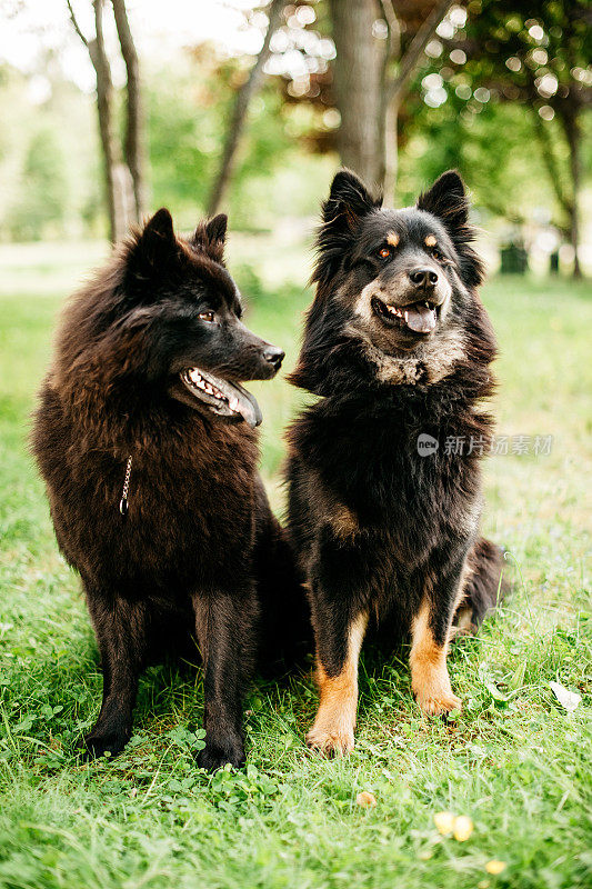 两只可爱的欧亚犬在户外的大自然中