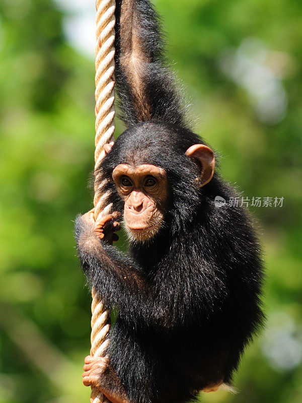 小黑猩猩被吊在绳子上