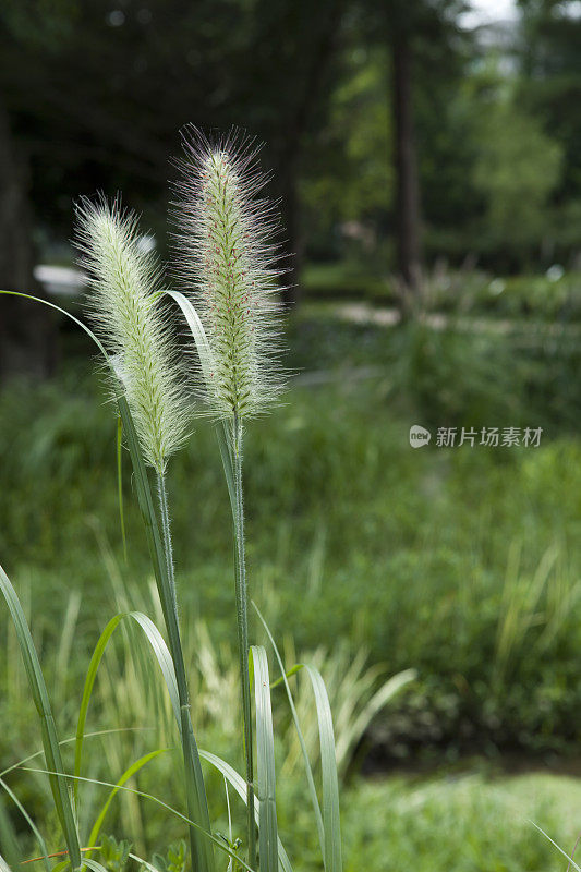 自然背景与狐尾草