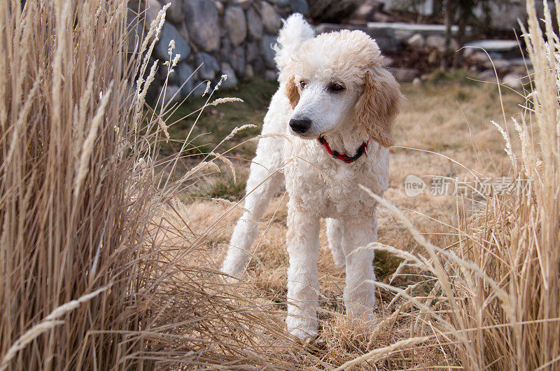 标准贵宾犬小狗