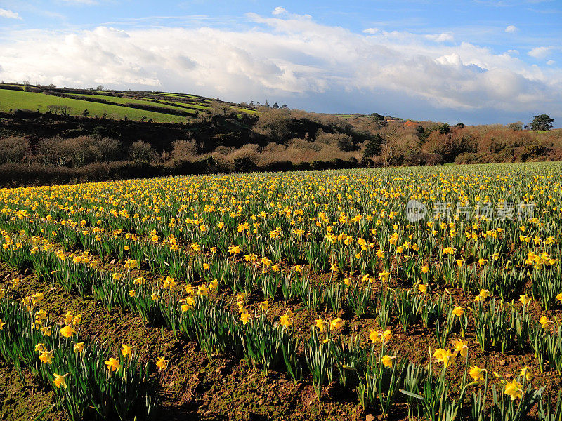 商业Daffodils。