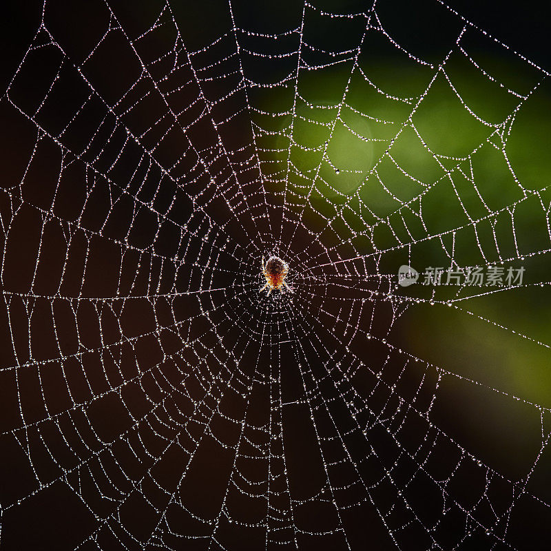 蜘蛛和蜘蛛网与水滴