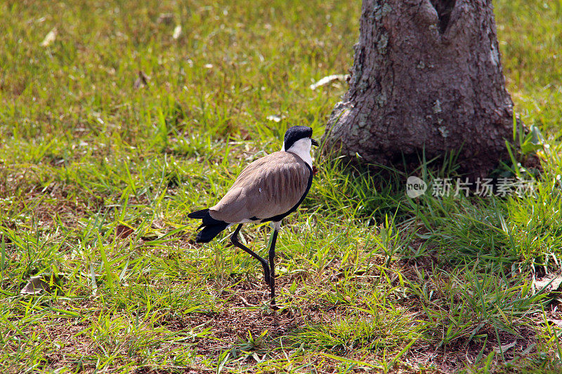 乌干达:恩甘巴岛的棘翅鸻