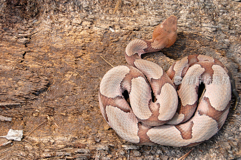 南铜头蛇盘绕在树桩上(俯视视图)