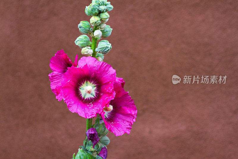 亮粉色蜀葵，雨后湿