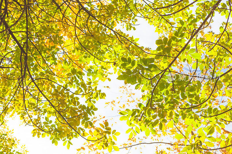 秋叶背光的阳光-自然背景